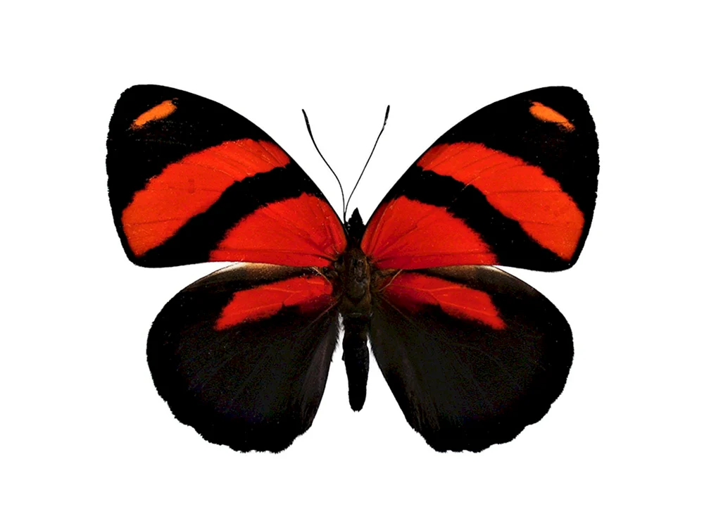 Roter Schmetterling