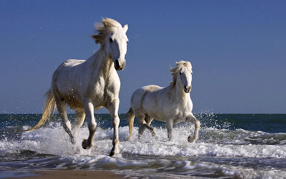 Camargue Pferd