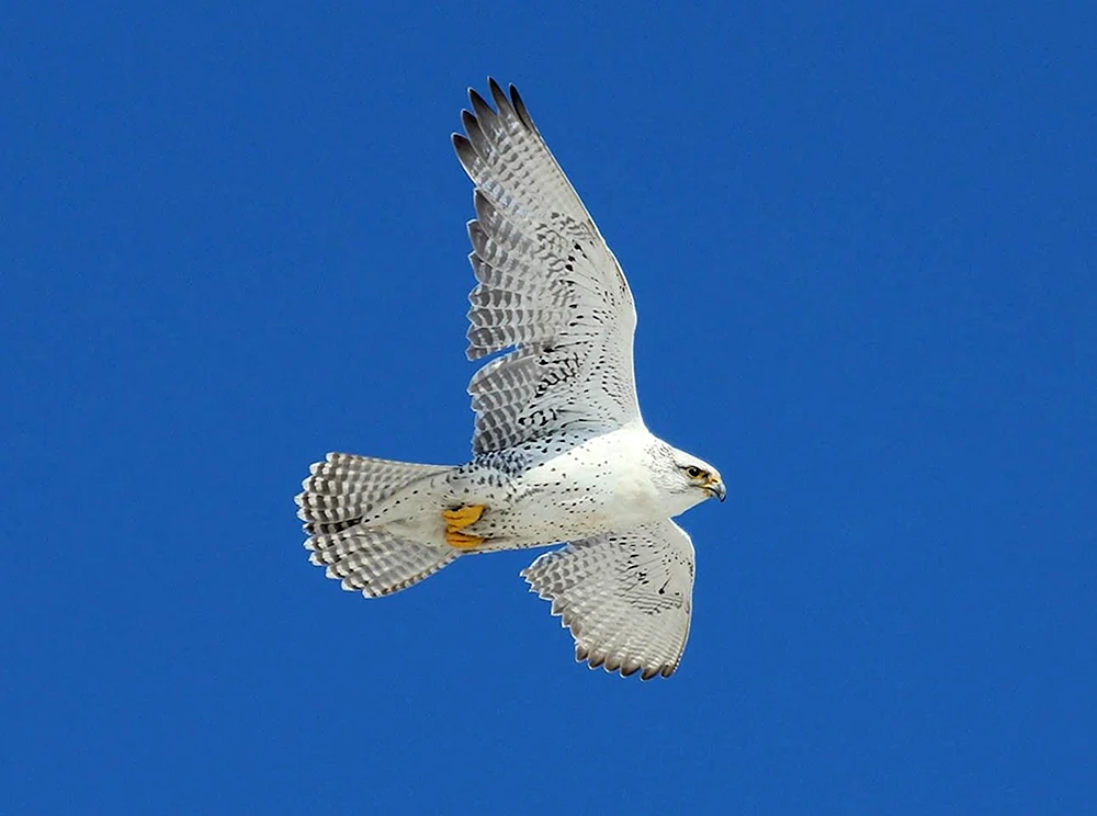 Kamtschatka Falke Gyrfalke