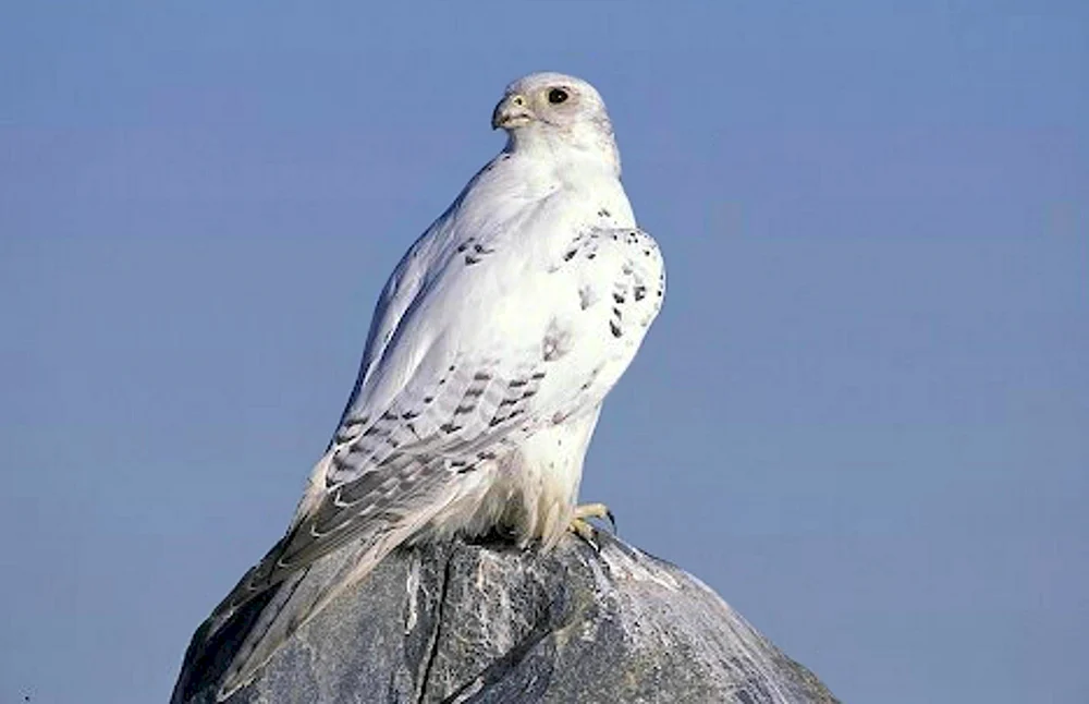 Kamtschatka Falke Gyrfalke