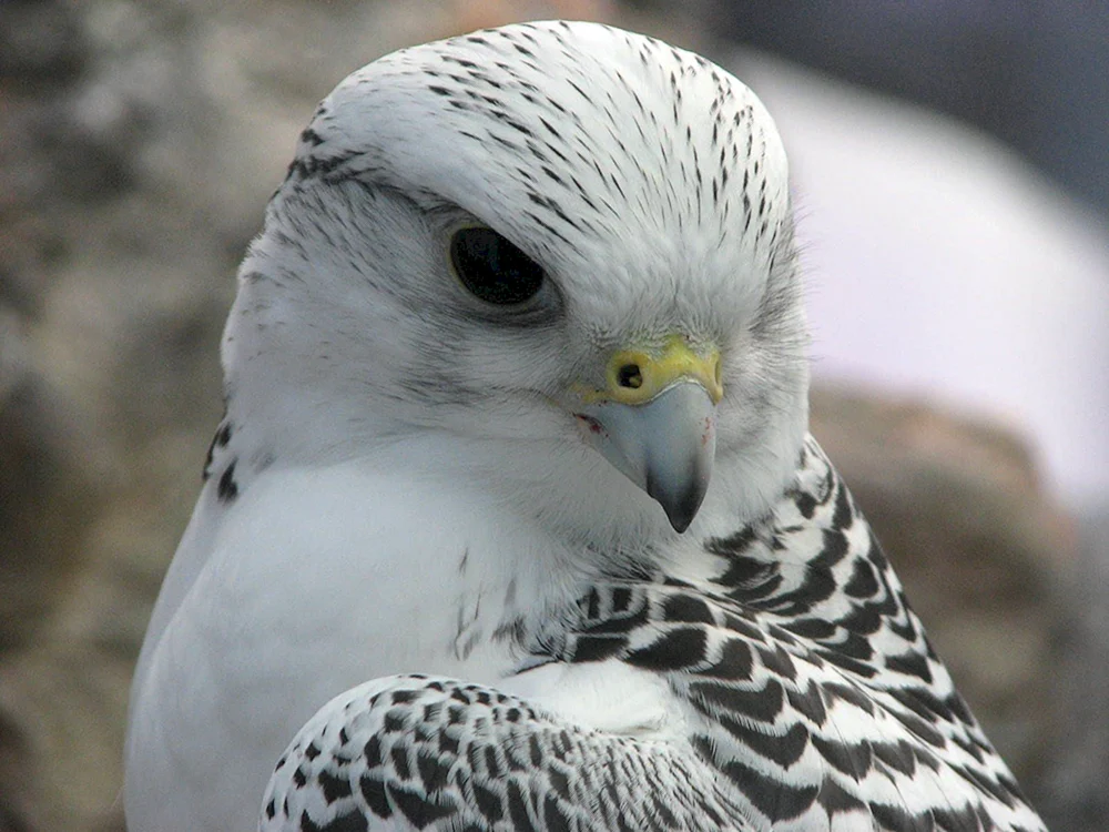 Kamchatka Falke Gyrfalke. Falke Gyrfalke