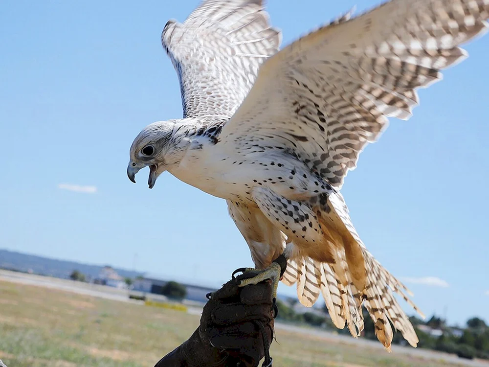 Raubvögel Falke Wanderfalke