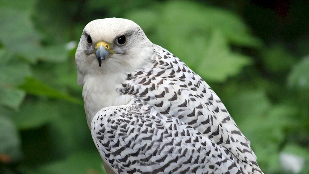 Weißer Falke Gyrfalke
