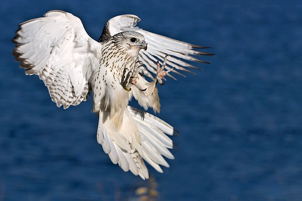Weißer Falke Gyrfalke Isländischer Turmfalke