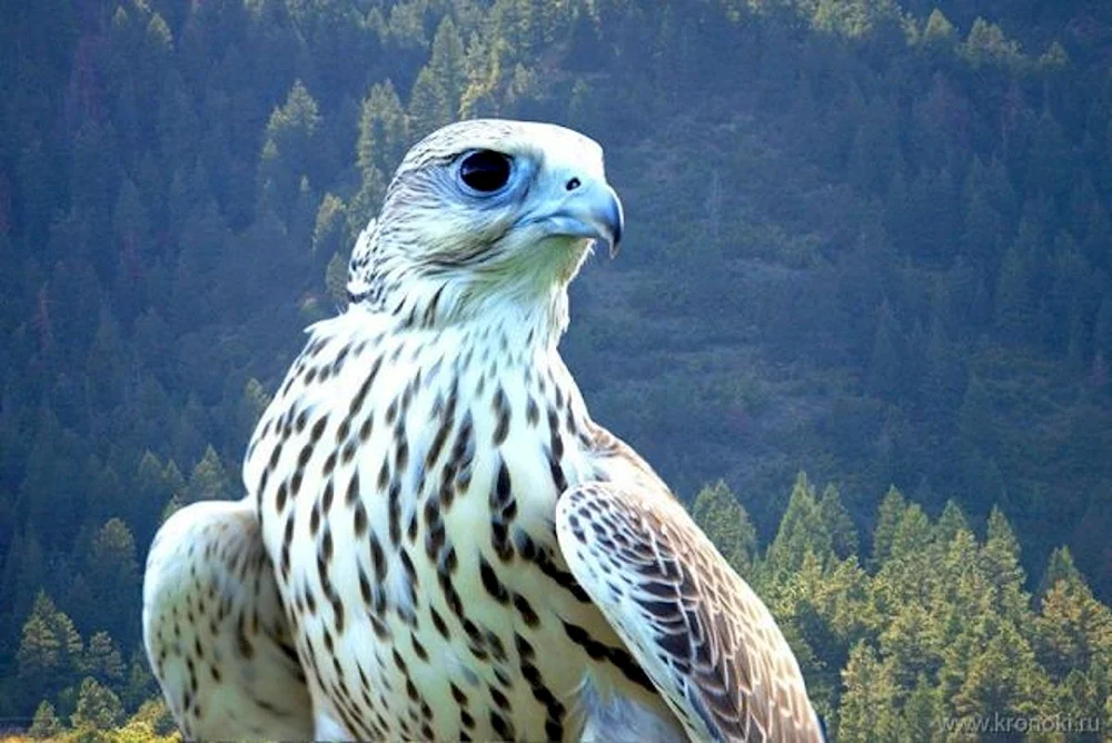 Weißer Raufußfalke