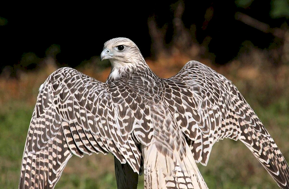 Weißer GyrfalkeGyrfalkeGyrfalke in der Tundra