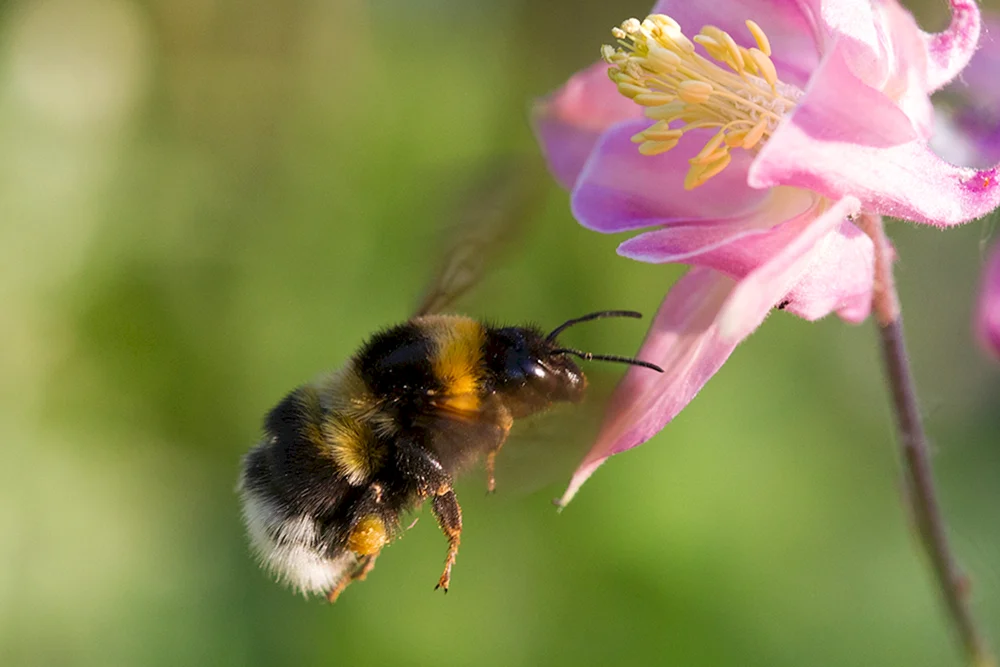 Steinhummel Bombus lapidarius