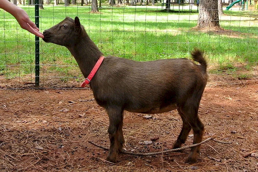 Girgentana Ziege