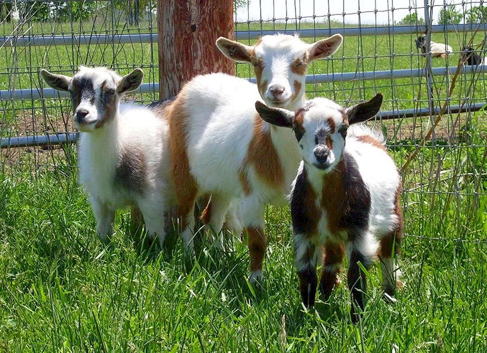 Vallianische Schwarzhalsziegen