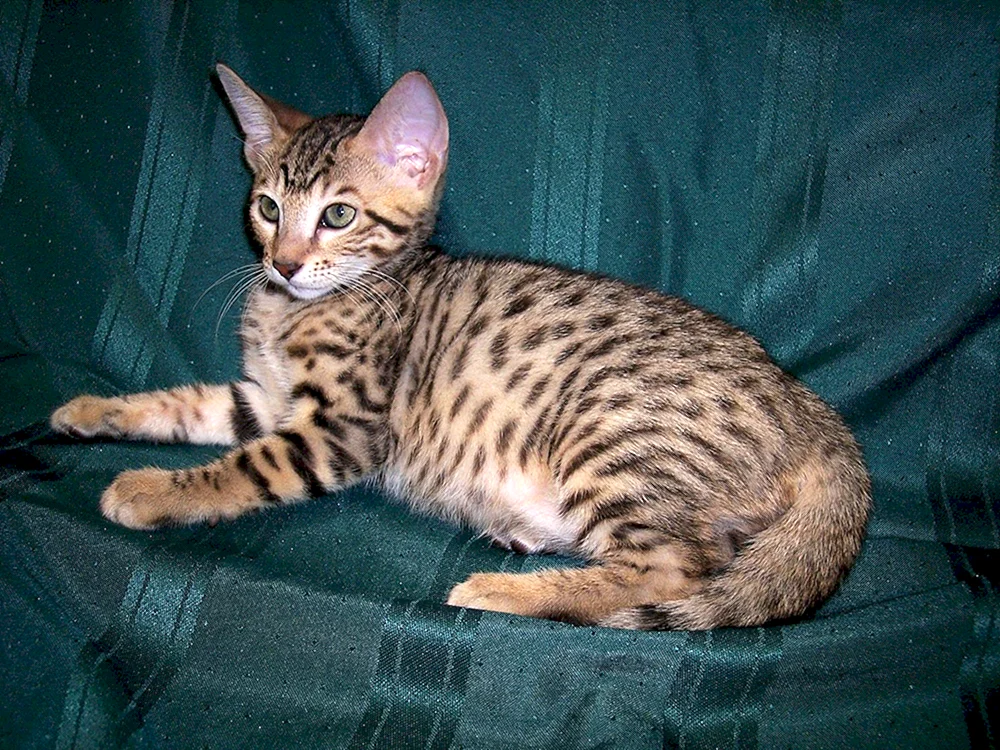 Bengal métis cat