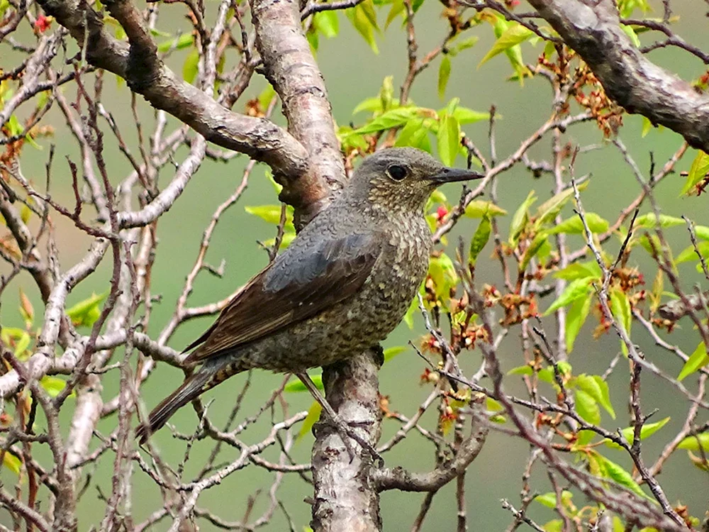 Sibirischer Linsenvogel