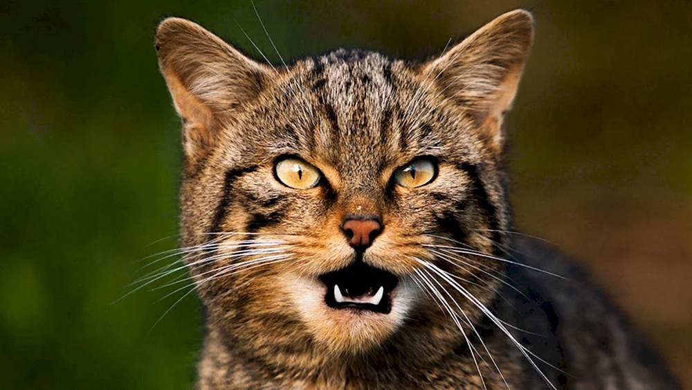 Katzengesicht