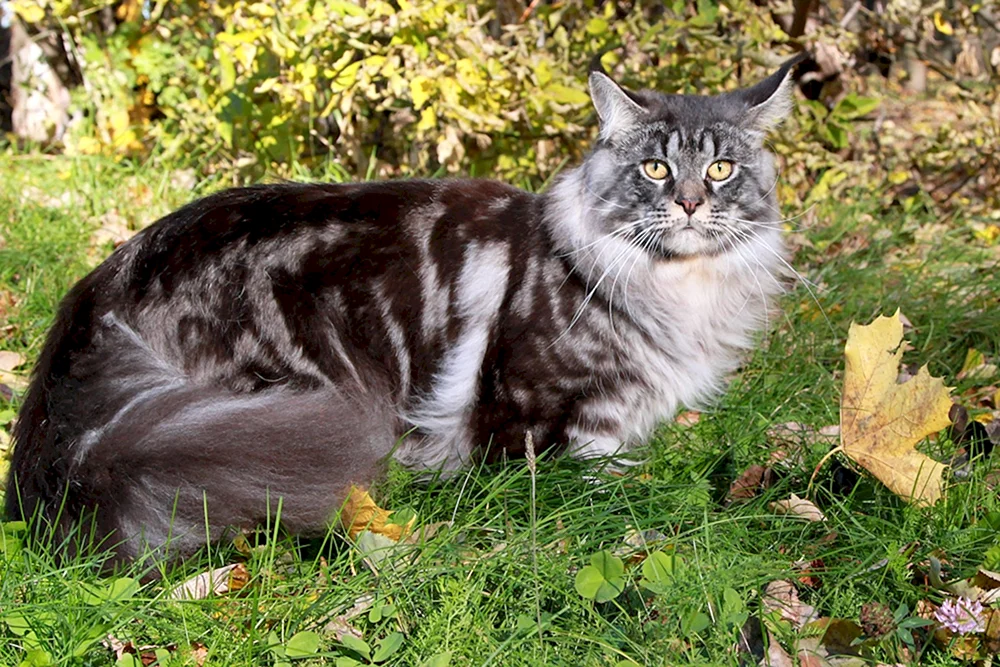 Main Coon Katze