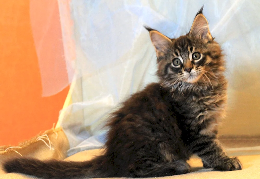 Maine Coon Kätzchen 3 Monate alt. Maine Coon 2 Monate alt