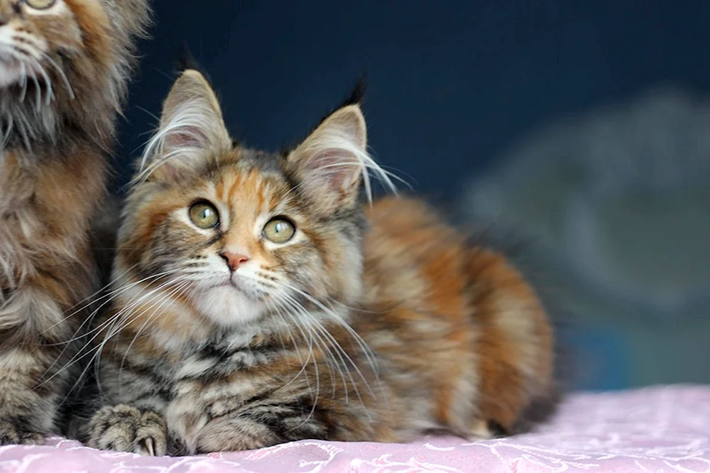 Maine Coon Schopfohr Maine Coon Kätzchen