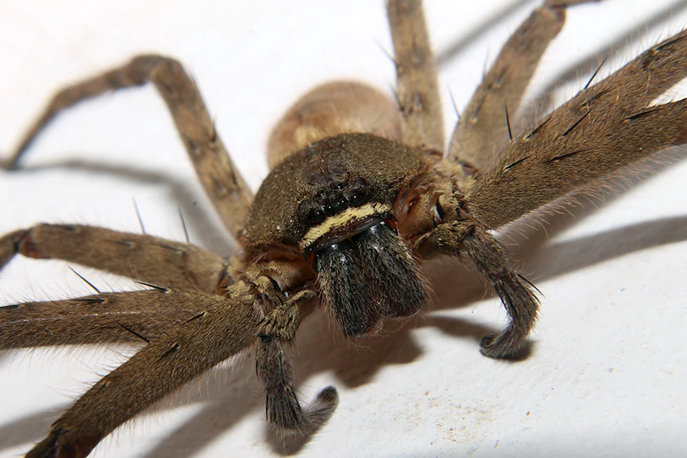 Arachnide