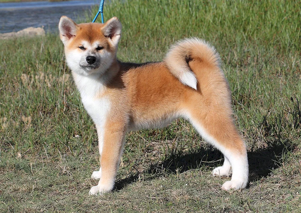 Kanadischer Akita