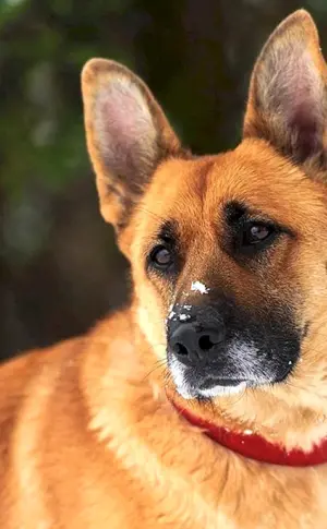 Kanadischer Roter Schäferhund