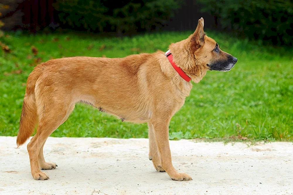 Kanadischer Roter Schäferhund