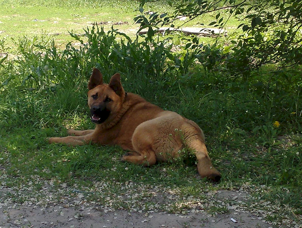 Kanada roter Schäferhund