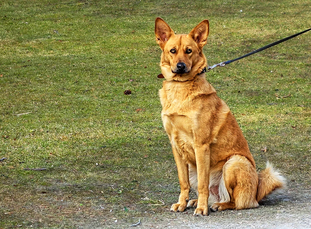 Kanadischer Schäferhund rot