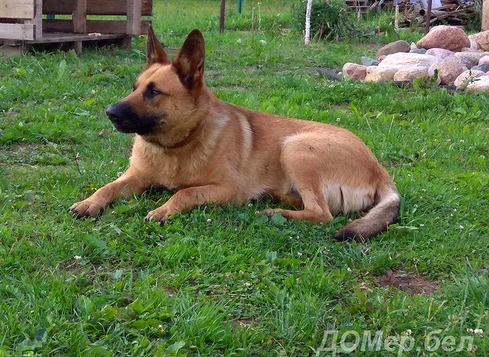 Kanadischer Schäferhund rot