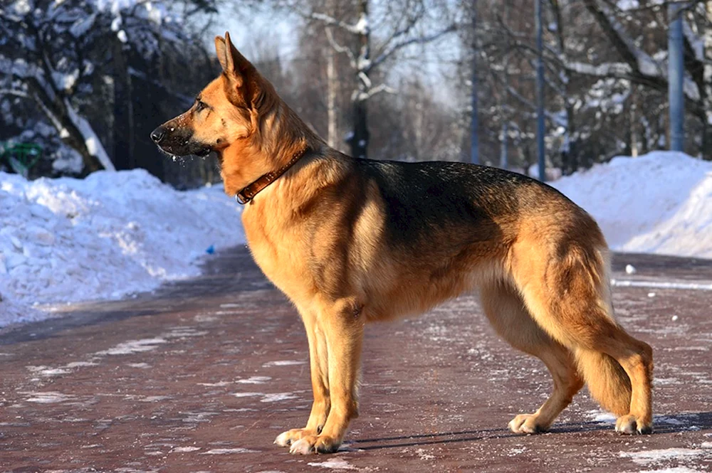 Kanadischer Schäferhund. Roter Schäferhund Rot