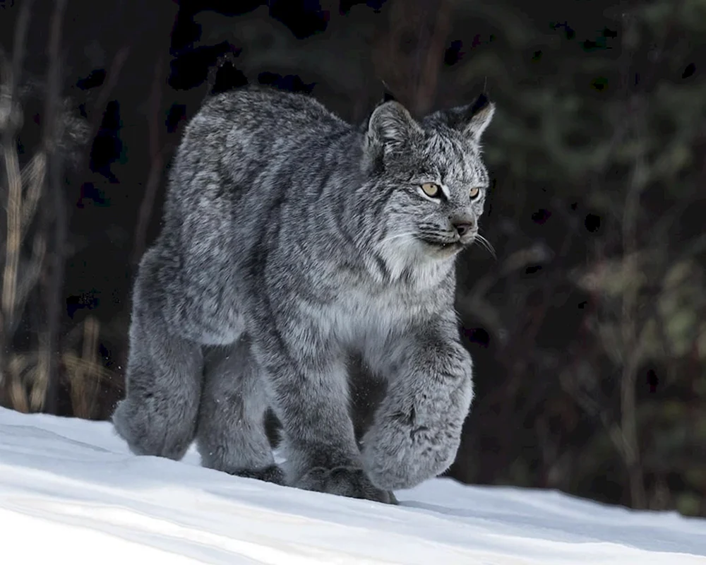Kanadischer Bobcat