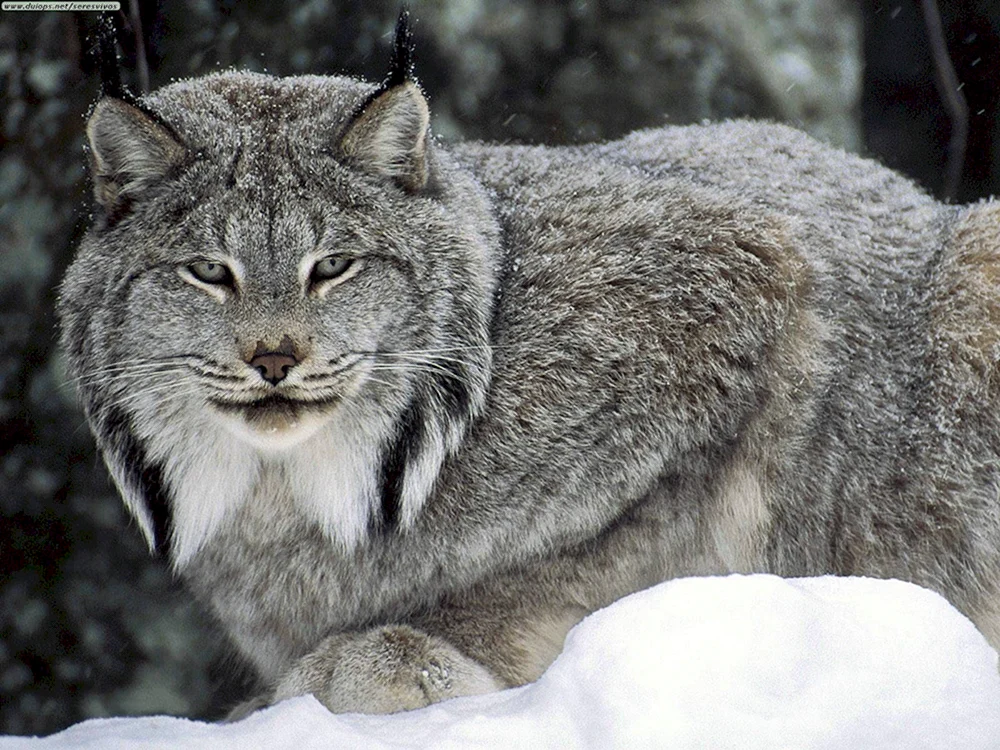 Manul Wildcat Barsik