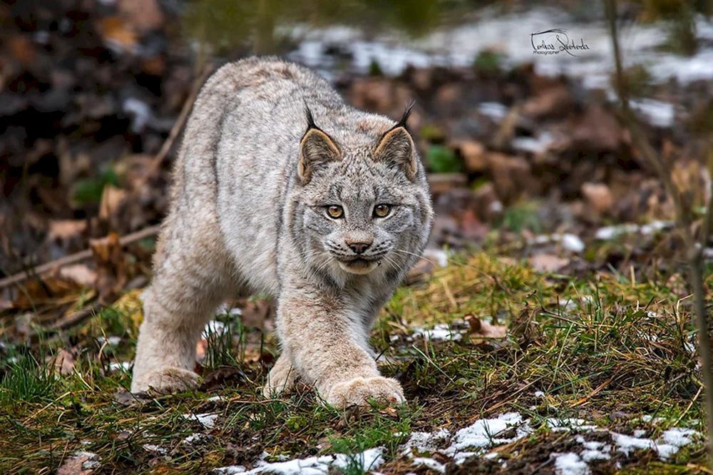 Kanadischer Bobcat