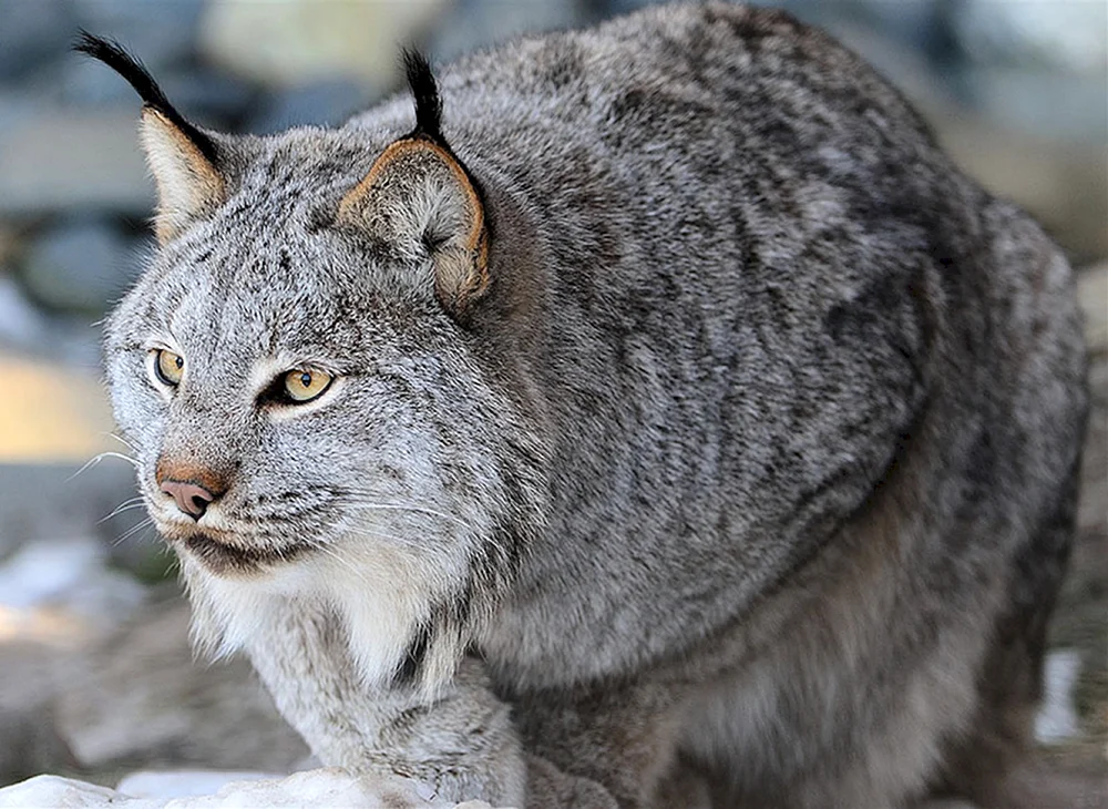 Bornea Smoky Leopard