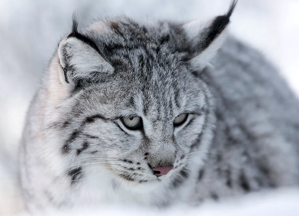 Kanadischer Bobcat
