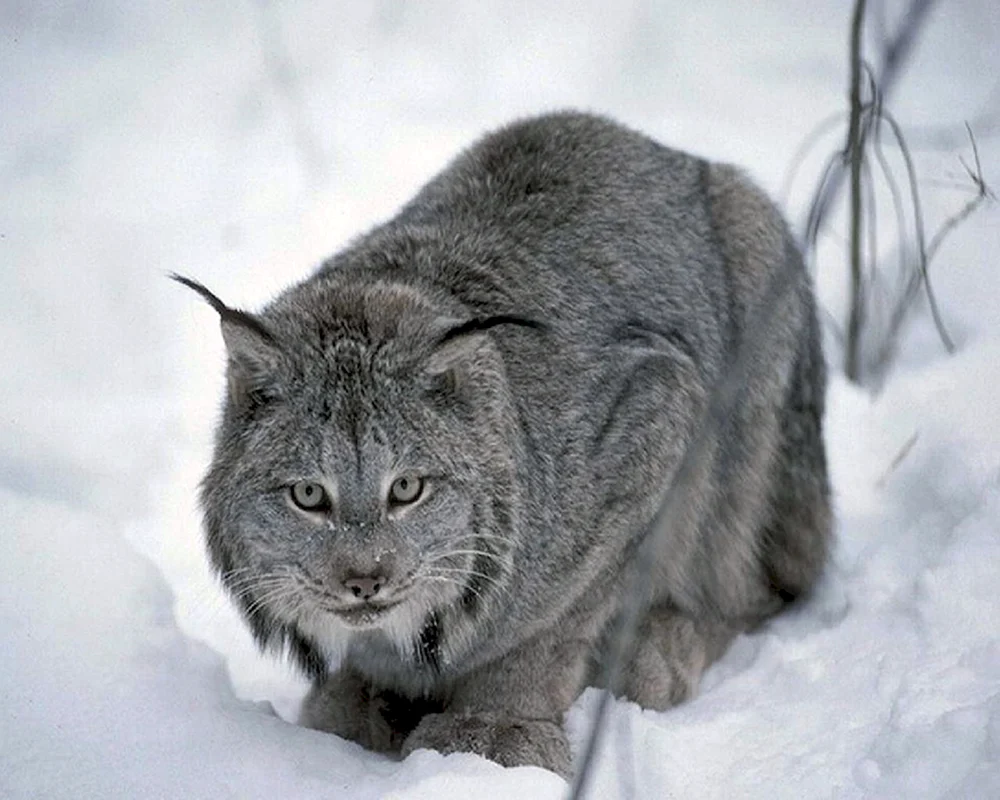 Kanadischer Bobcat Bobcat
