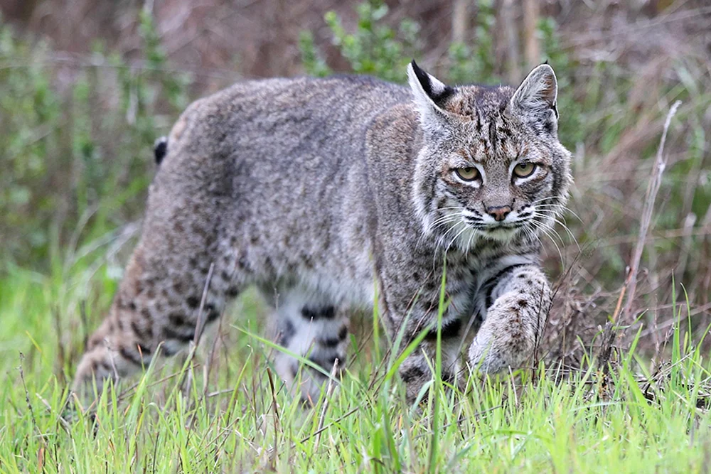 Kanadischer Bobcat