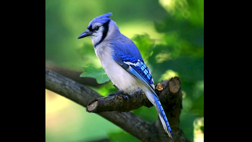 Sialia-Azurvogel