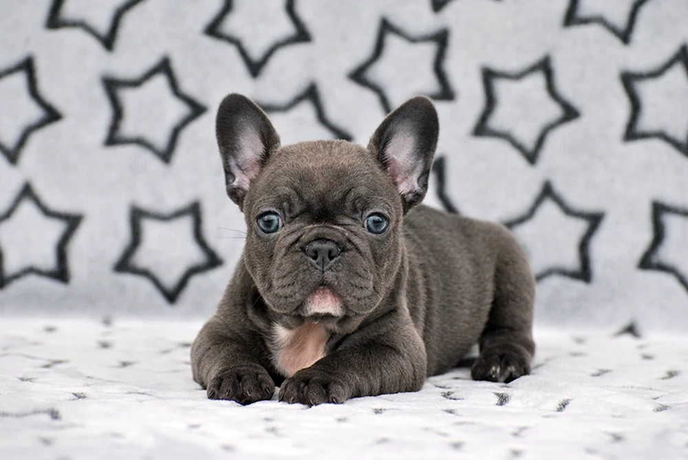 Französische Bulldogge Chivas