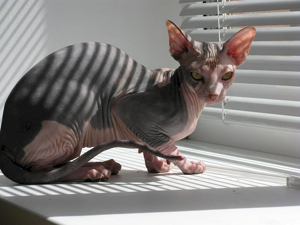 Kanadische sphynx color point