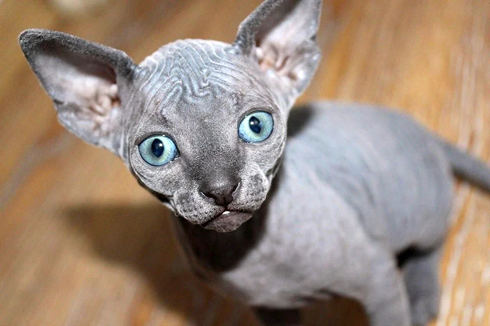 Don sphynx.