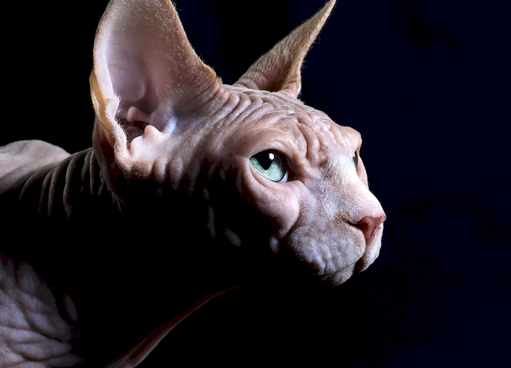 Kanadische Sphynx bicolour