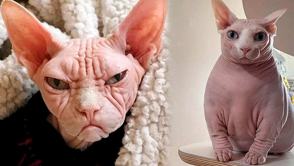 Sphynx Katze