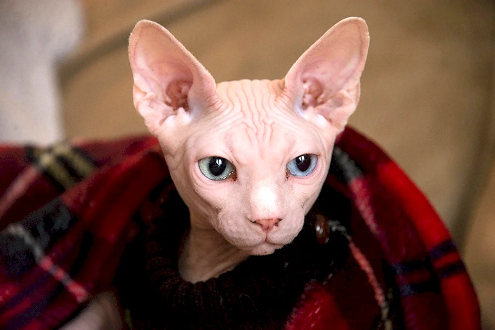 Sphynx Katzenrasse