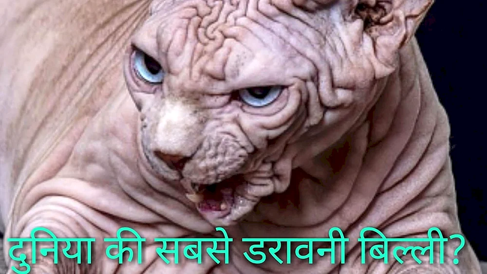 Ägyptische Sphynx-Katze
