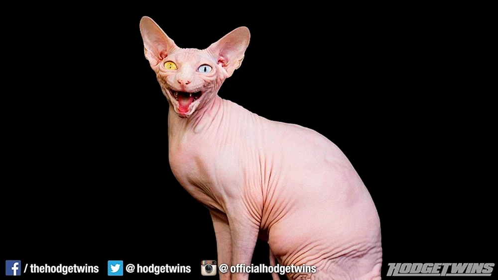 Chinchilla sphynx