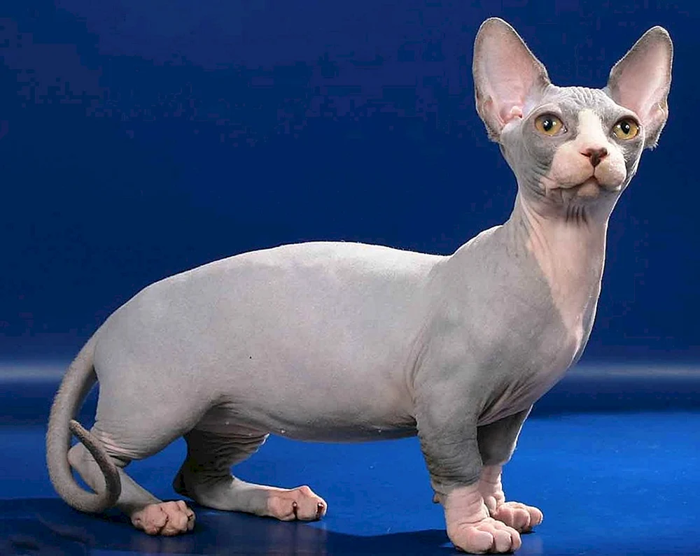 Don Sphynx Katze