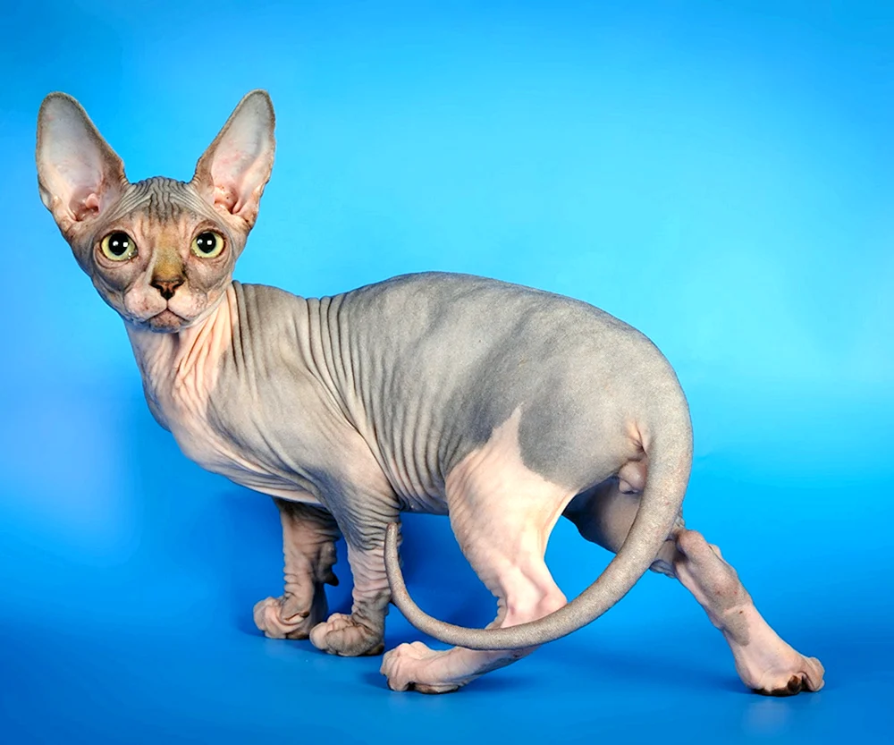 Kanadische Sphynx Bambino