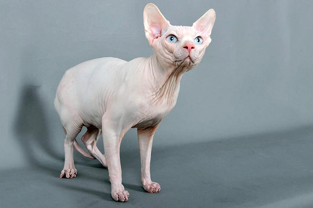 Kanadische blaue sphynx gestromt