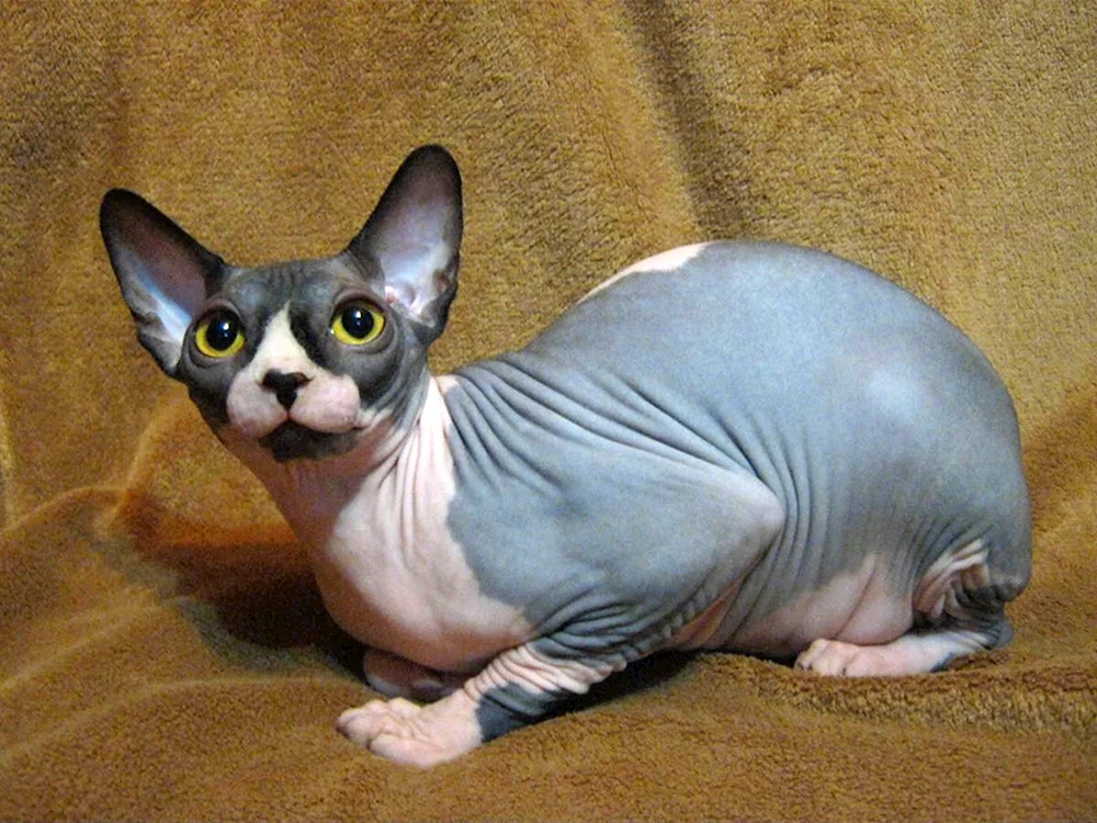 Kanadische sphynx bicolor