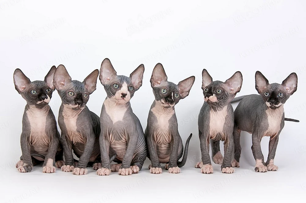Kanadische sphynx cinnamon