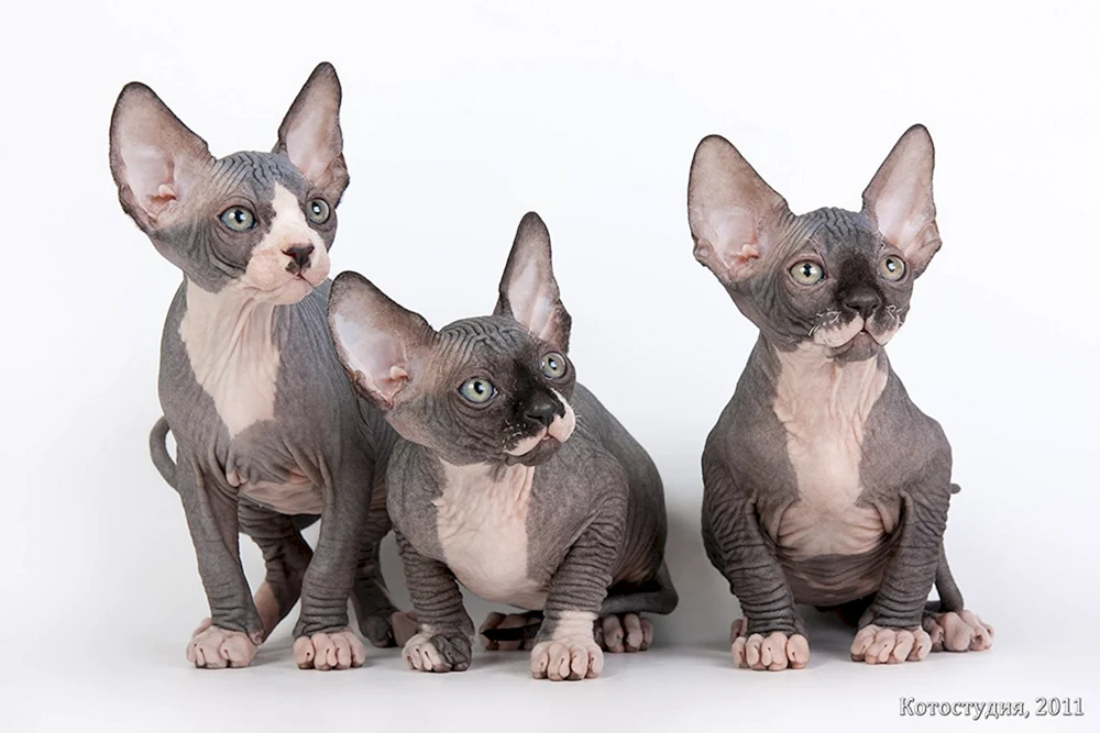Kanadische blaue sphynx