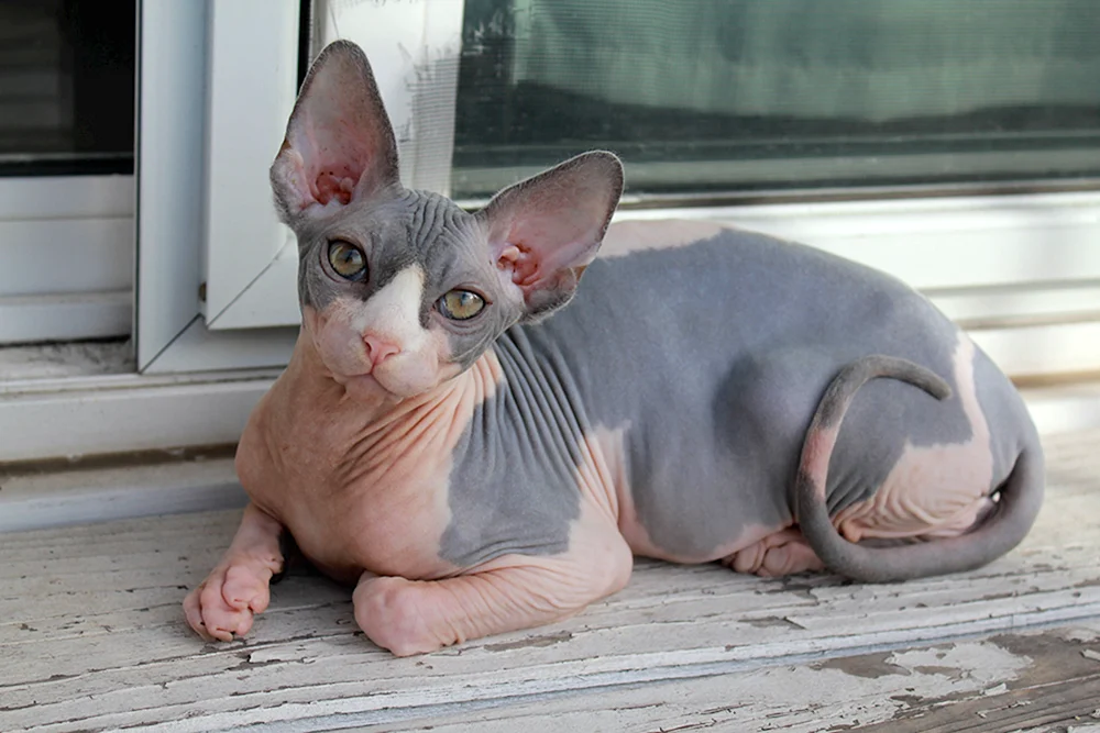 Kanadische sphynx